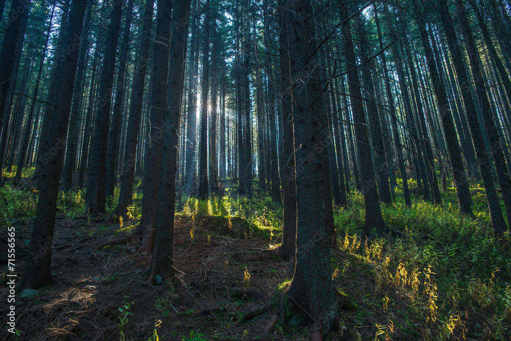 Obraz premium Sunlight in forest