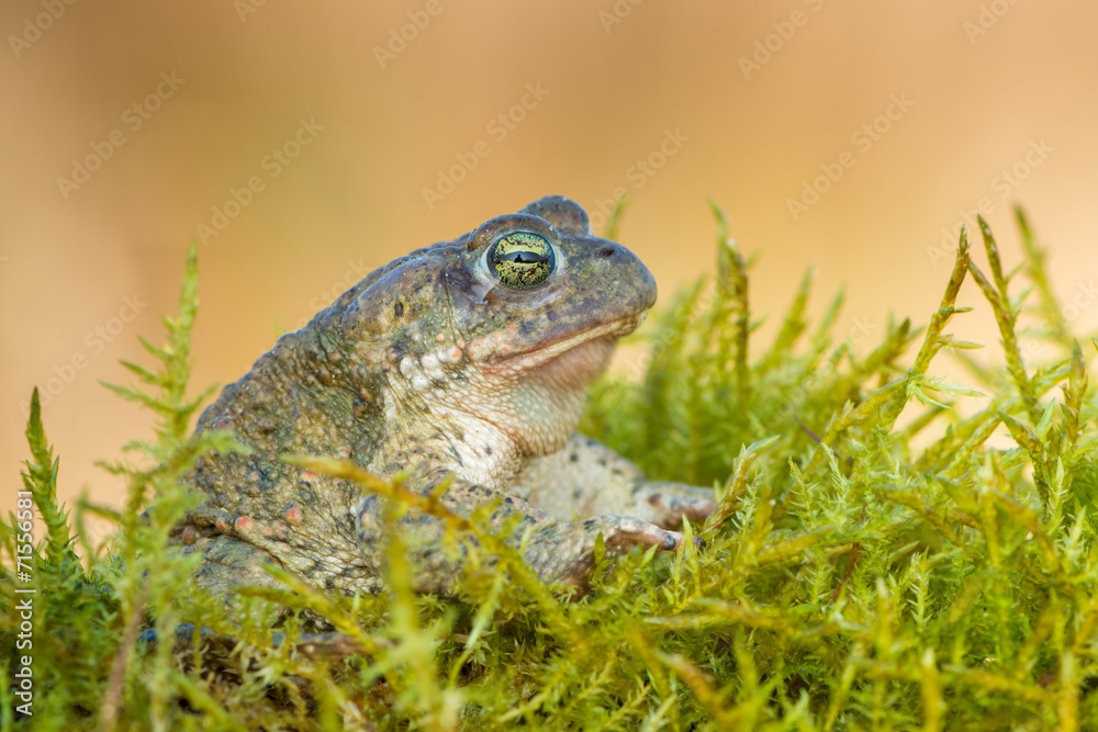 Obraz premium Bufo calamita