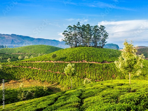 Green tea plantations in Munnar  Kerala  India