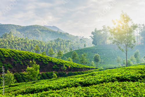 Green tea plantations in Munnar  Kerala  India