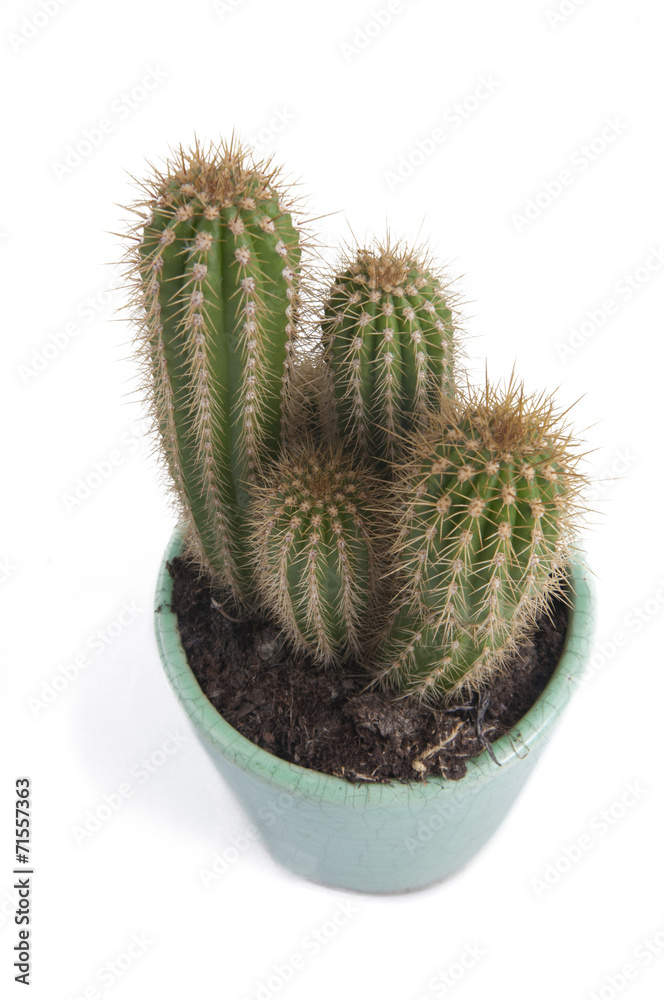 cactus 2 cactus 2