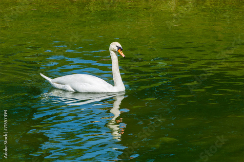 Mute Swan Cygnus olor in lake