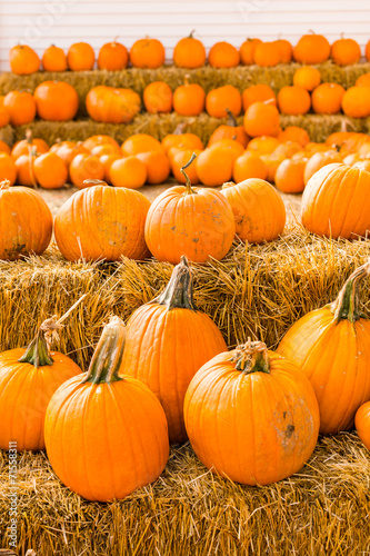 Pumpkin patch photo