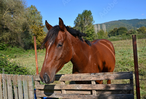young horse in autumn meadow