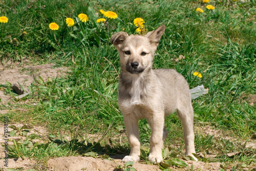 little Puppy photo