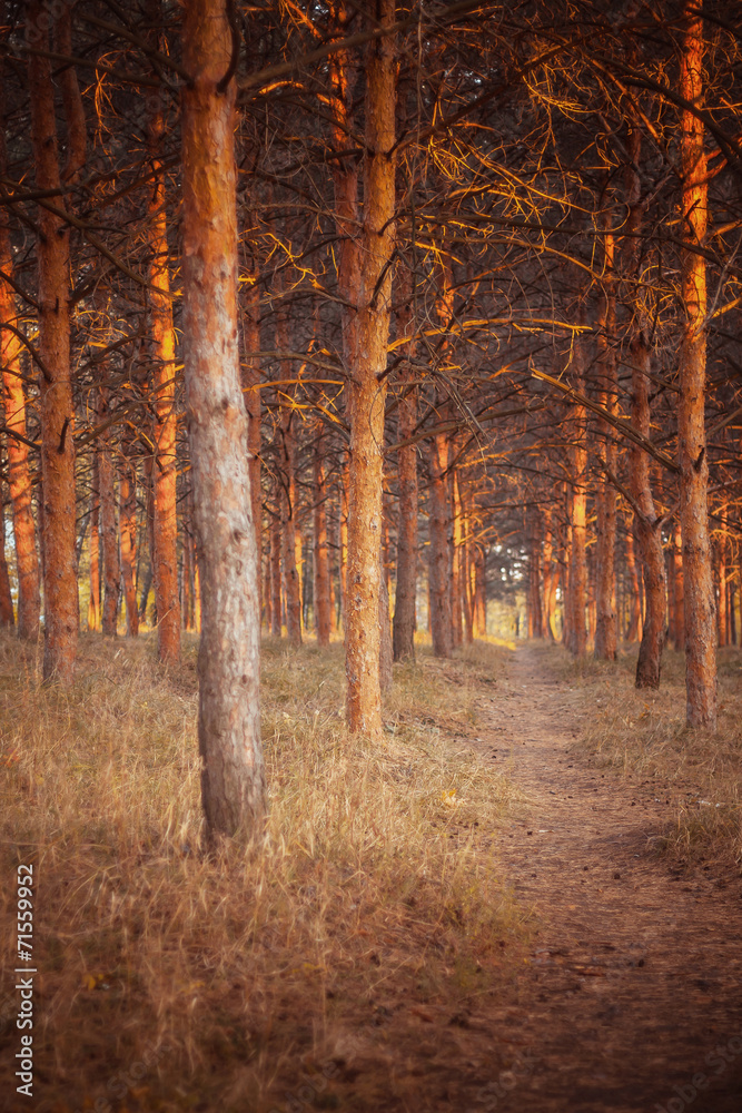 Fototapeta premium pine forest