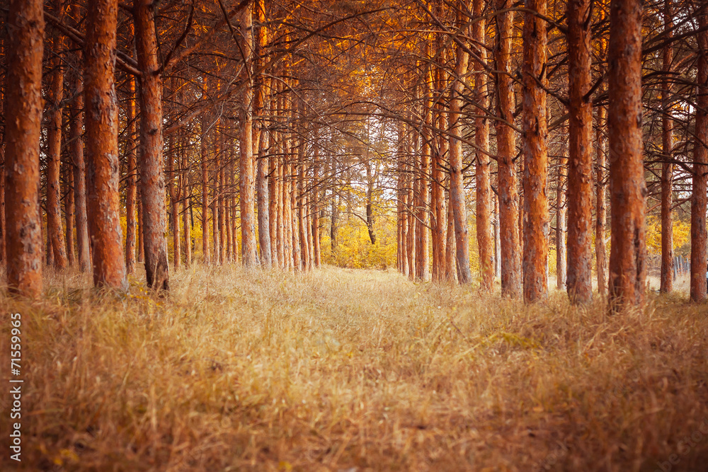 Fototapeta premium pine forest