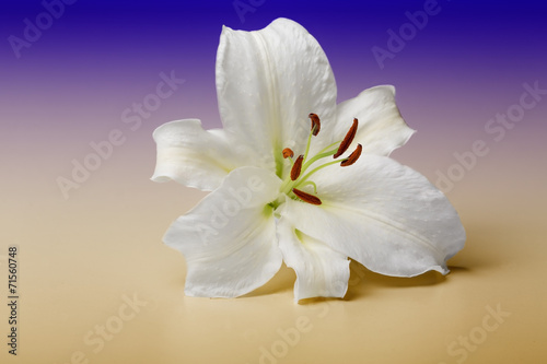 White lily close-up macro shot in studio on gradient colour back