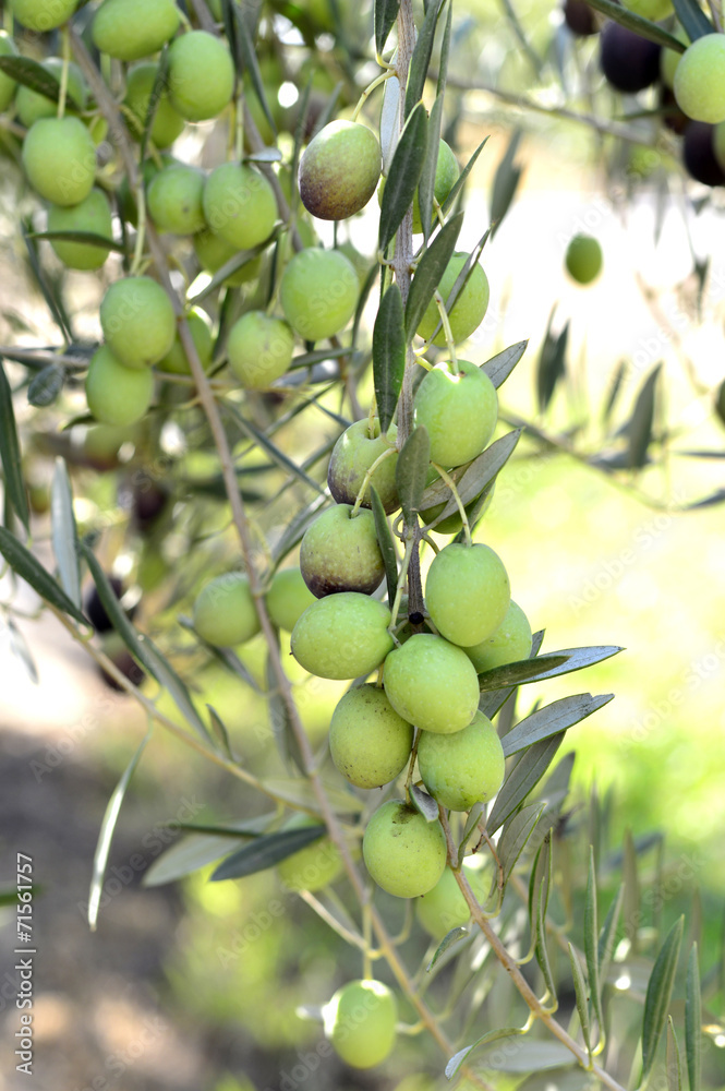 Olives.