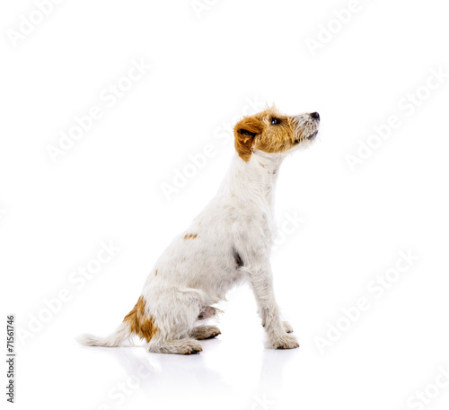 Fotografie Young dog isolated