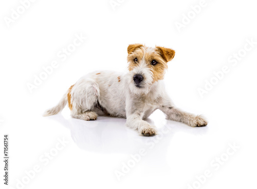 Young dog isolated photo