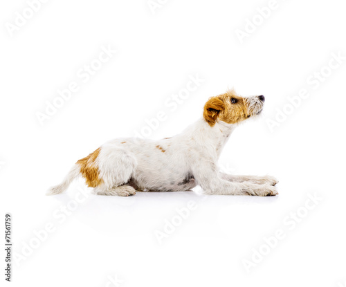 Young dog isolated photo