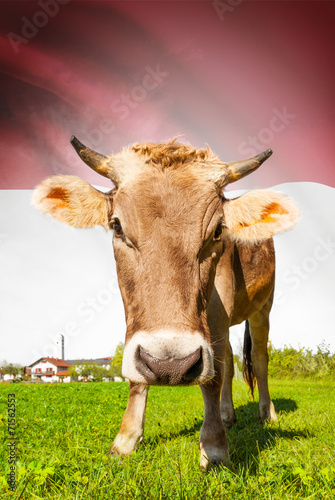 Cow with flag on background series - Indonesia