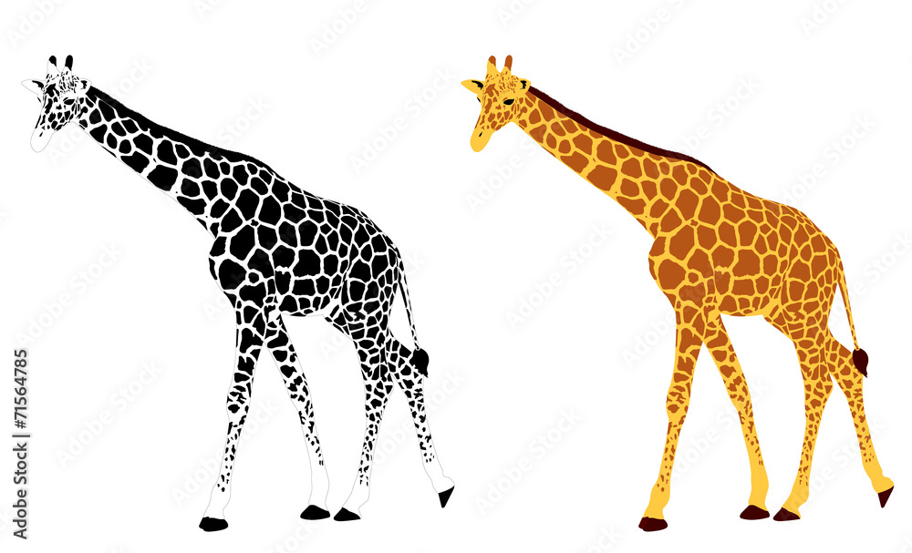 Naklejka premium detailed illustration of giraffe - vector
