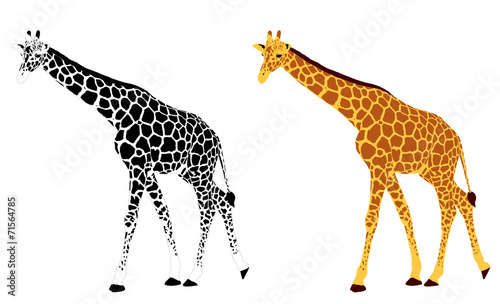 detailed illustration of giraffe - vector
