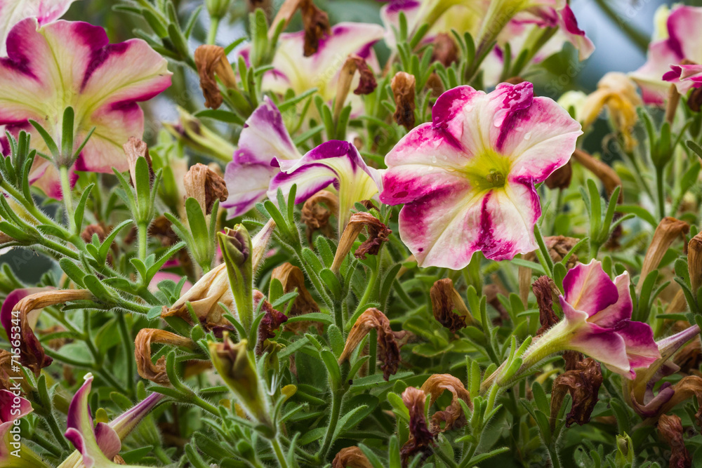 petunia garden petunia garden