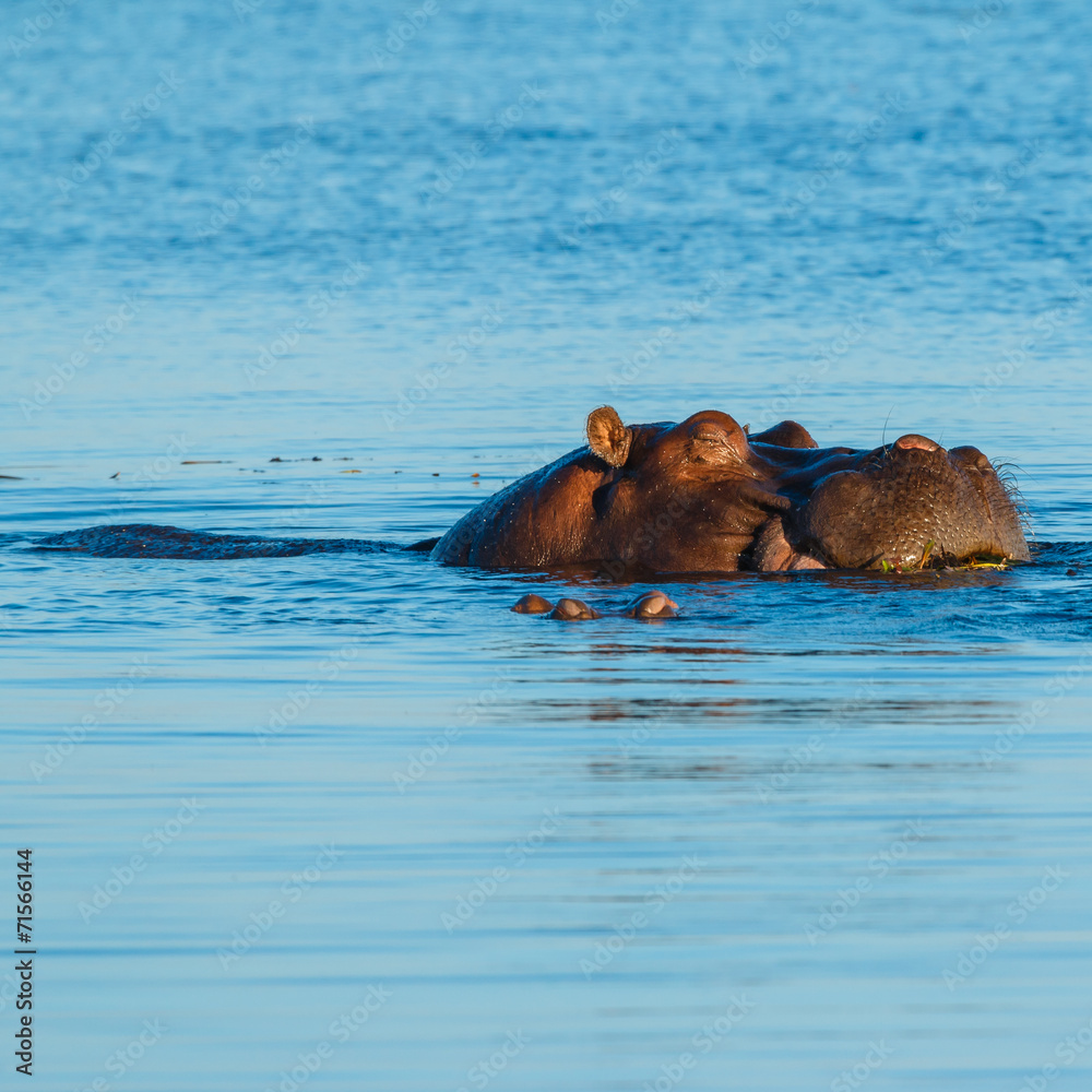 Fototapeta premium Hippo sleeping and eating in river