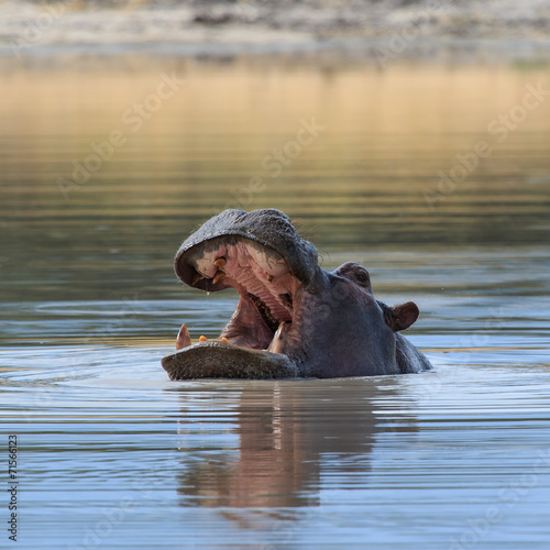 Hippo head above water Africa
