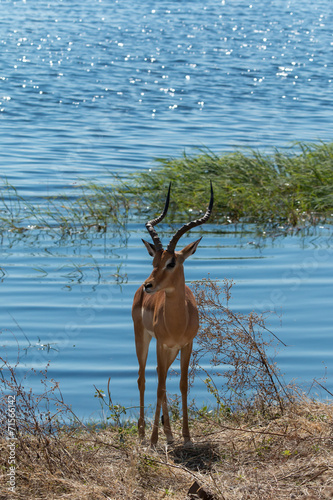 Impala standing on Chobe riverfront Botswana Africa