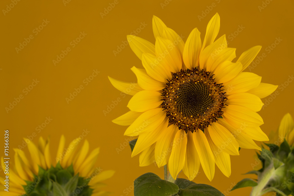Obraz premium Yellow sunflower on orange background