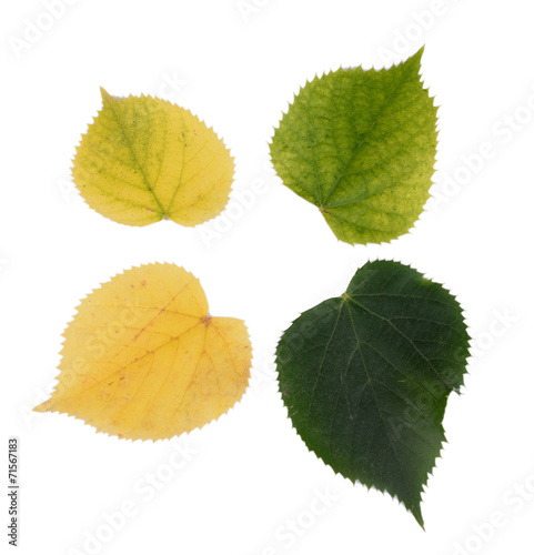 Autumn yellow and green leaves isolated on white