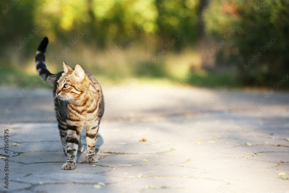 Obraz premium Cat walking outdoors