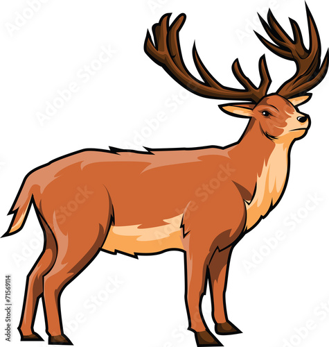 deer