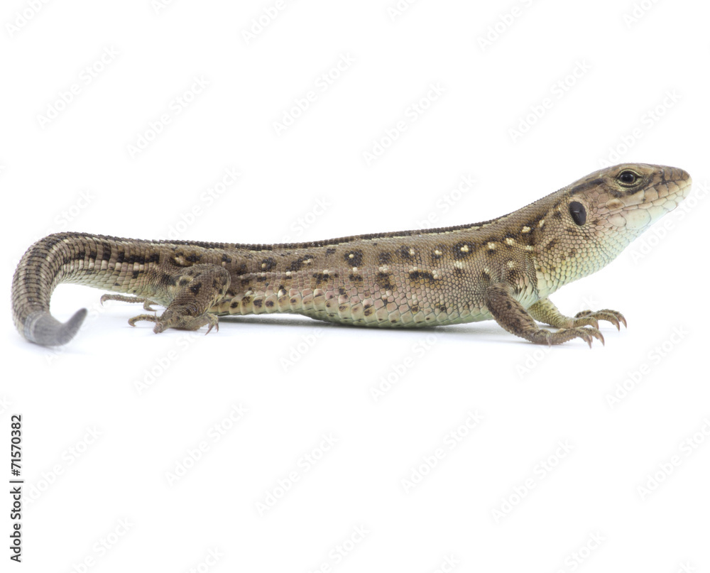 lizard lizard