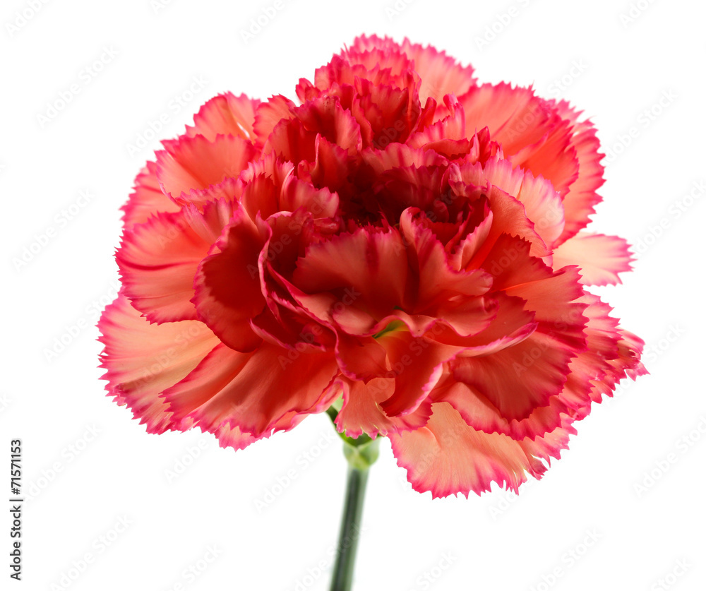 carnation flower isolated on white background carnation flower isolated on white background