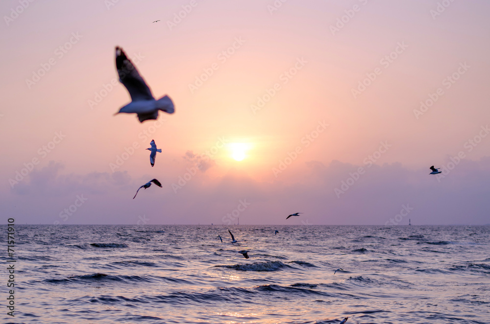 Fototapeta premium Seagull with beautiful sunset