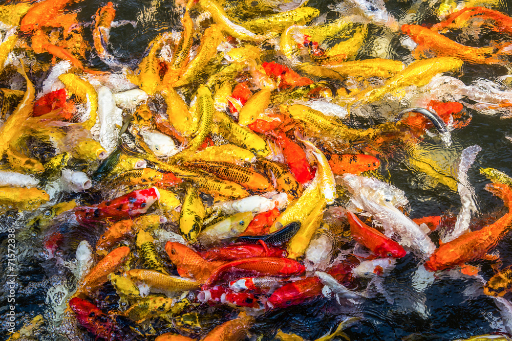 Koi fish colorful swim on the pond, soft focus Koi fish colorful swim on the pond, soft focus