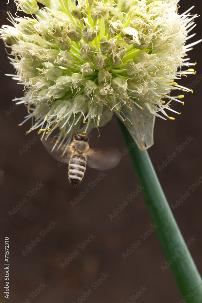 Bee pollinating flower - obrazy, fototapety, plakaty 
