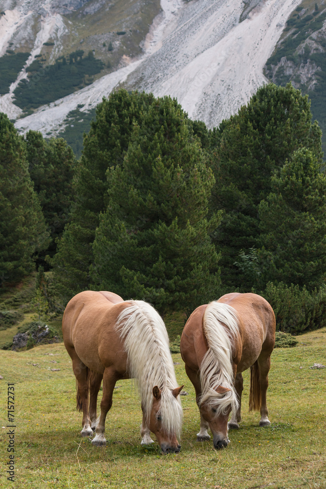 Obraz premium pair of chestnut horses grazing on alpine meadow
