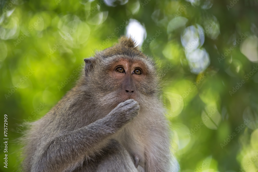 Long-tailed Macaque Monkey Long-tailed Macaque Monkey