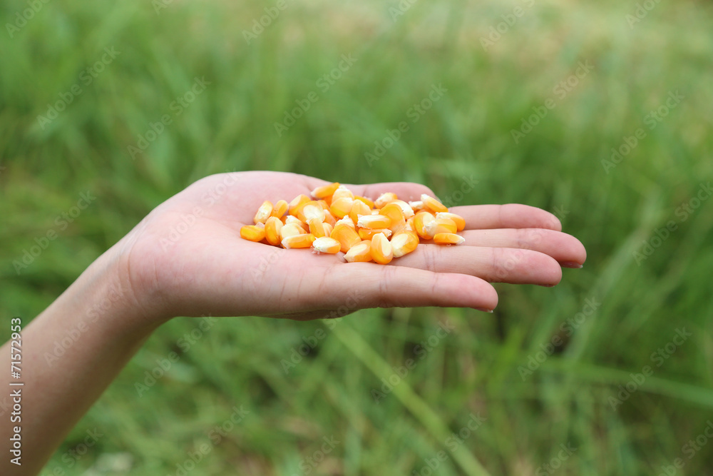 fresh raw corn in hand fresh raw corn in hand