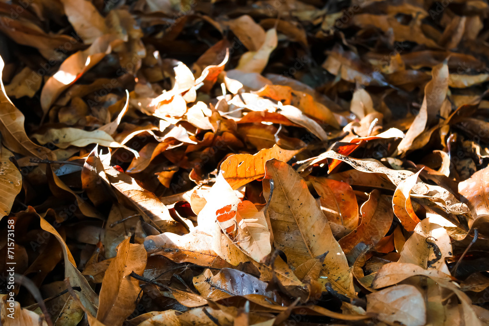 Fototapeta premium Dry leaves in fall