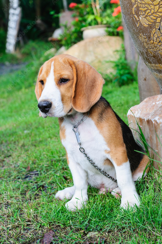 Beagle dog in the garden