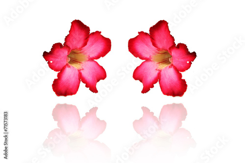 Wallpaper Mural Closeup of Pink Desert Rose or Impala Lily tropical flower on wh Torontodigital.ca