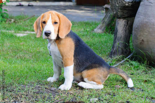 Beagle dog in the garden