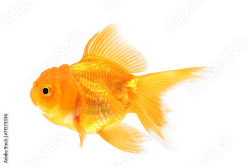 Gold fish. Isolation on the white.