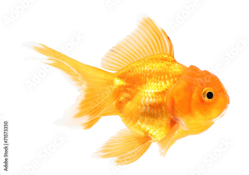 Gold fish. Isolation on the white.