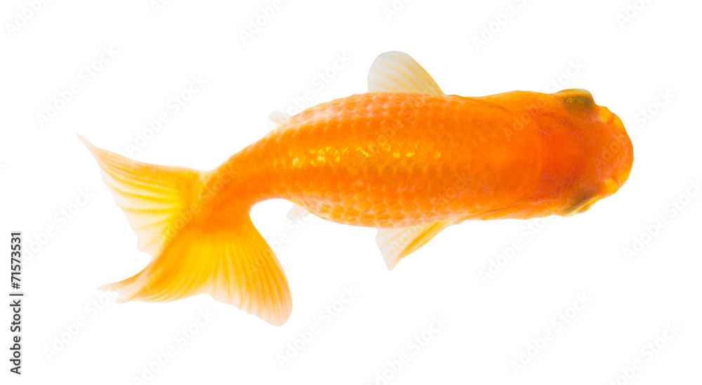 Fototapeta premium Gold fish. Isolation on the white.