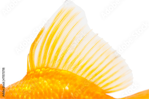 Εκτύπωση καμβά Gold fish. Isolation  on the white.