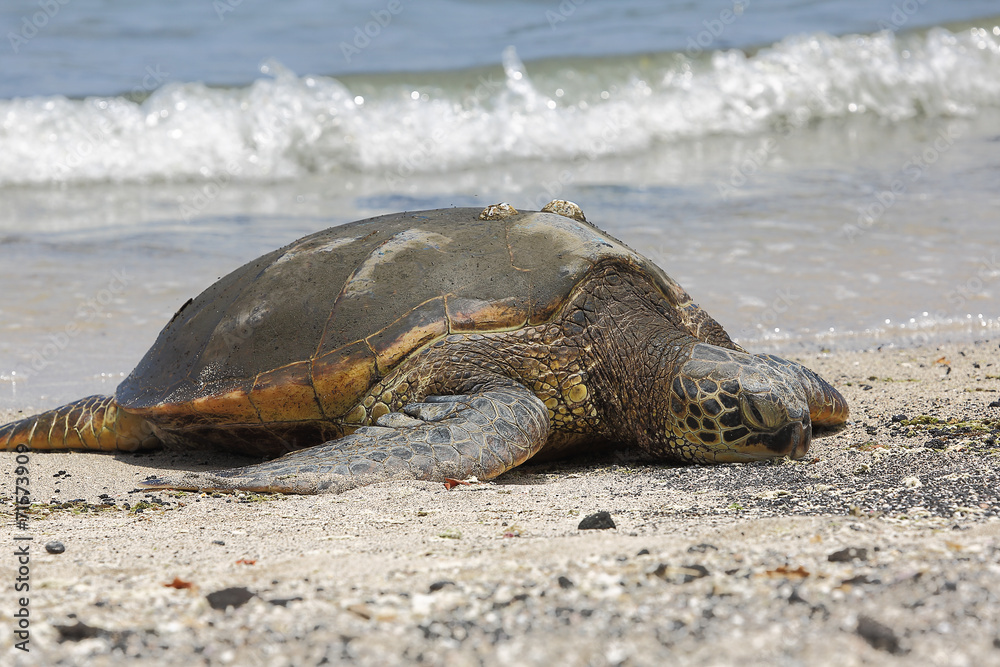 Obraz premium Beautiful endangered green sea turtle