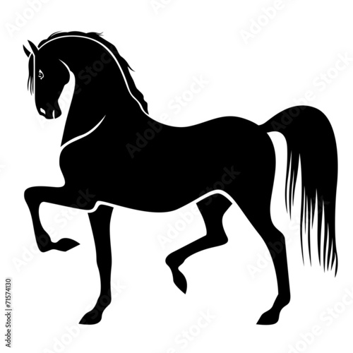 Silhouette of proud horse