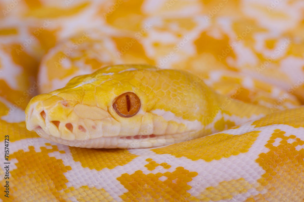 Fototapeta premium Reticulated python, albino / Python reticulates