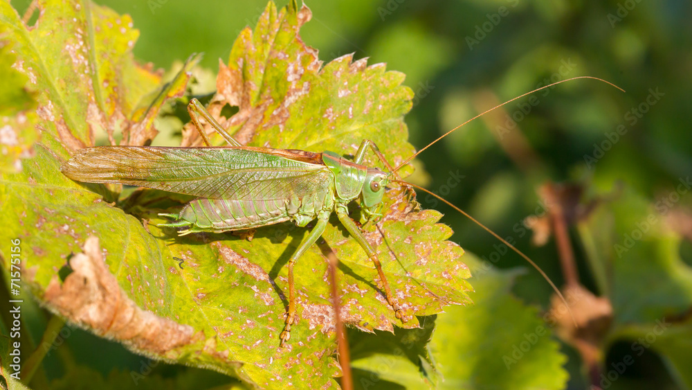 Green grasshoper in a garden Green grasshoper in a garden