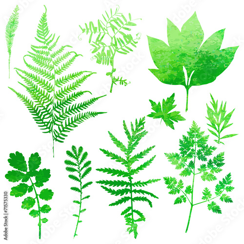 Set of garden watercolor leaves. Vector illustration.
