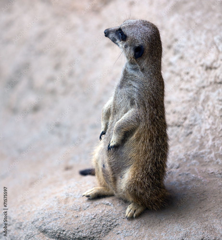 Fototapeta premium meerkat