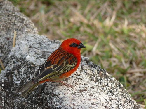 Cardinal, oiseau endémique de Madagascar, la Réunion